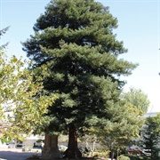 Monterey's Moon Tree