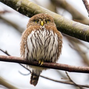 Pygmy Owl