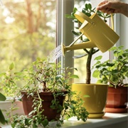 Water the House Plants