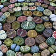 Lithops