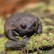 Black Rain Frog