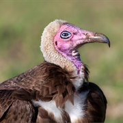 Hooded Vulture