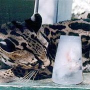 The Cat House (Permanently Closed)