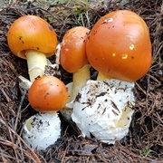 Amanita Basii