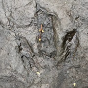 Powder Hill Dinosaur Park