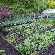 Vegetable Garden
