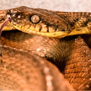 Brown Tree Snake
