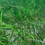 Eelgrass (Zostera Marina)