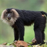 Lion Tailed Macaque