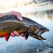 Trout