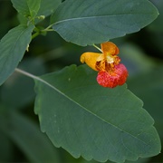 Jewelweed