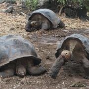 A Creep of Tortoises
