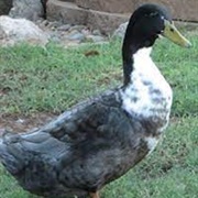 Swedish Duck