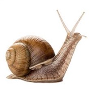 Snail