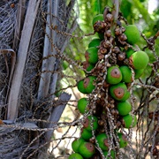 Bolivian Mountain Coconut (Parajubaea Torallyi)