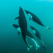 Northern Right Whale Dolphin