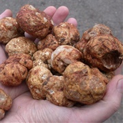Tuber Gibbosum