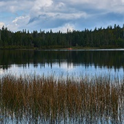 Coleman State Park, NH