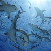 A Shiver of Sharks
