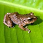 Caribbean Tree Frog