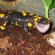 Salamander