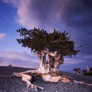 The Bristlecone Pines of the Great Basin