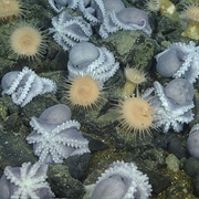 A Consortium of Octopus