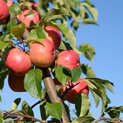 Chestnut Crab Apples