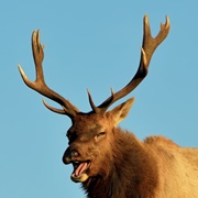Elk