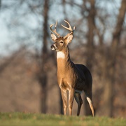 Fox Lake Wildlife Management Area (Athens County)