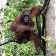 Orangutan Siting in Borneo