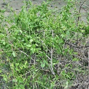 Tooth Brush Tree (Quran Verse 1)