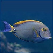 Eyestripe Surgeonfish