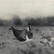 Lapwing Incubating Its Eggs (1895)