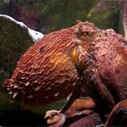 Giant Pacific Octopus