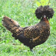 Golden Polish Bantam