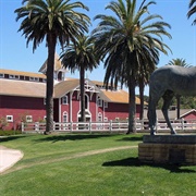 Stanford Red Barn