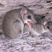 Dunnart