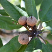 Wild Dilly (Manilkara Jaimiqui)