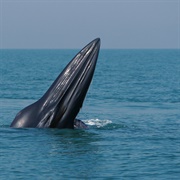 Rice's Whale