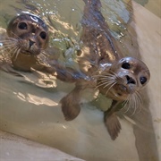 Zeehondenopvangcentrum SEA LIFE Blankenberge