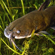 Bullhead