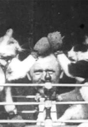 The Boxing Cats (1894)