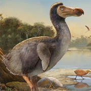 Dodo
