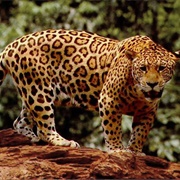 See a Jaguar in the Wild