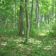 Whipple State Nature Preserve