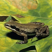 Western Chorus Frog
