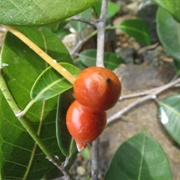 Tampang Susu (Prainea Limpato)