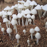 Termitomyces Microcarpus