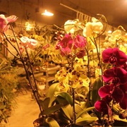 Bird's Botanicals (Permanently Closed)